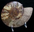 Beautiful Split Ammonite Pair - Agatized #6406-4